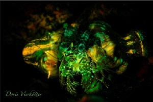 Anemonecrab Fluo Night Dive by Doris Vierkötter 